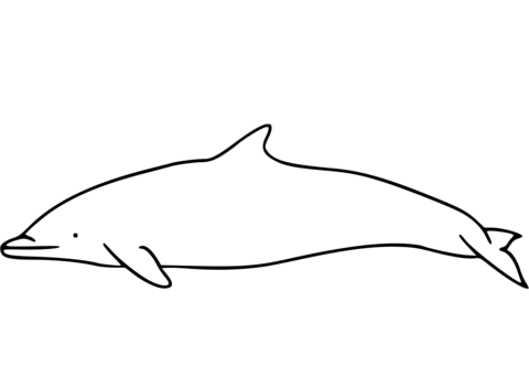 Clymene Dolphin Coloring Page